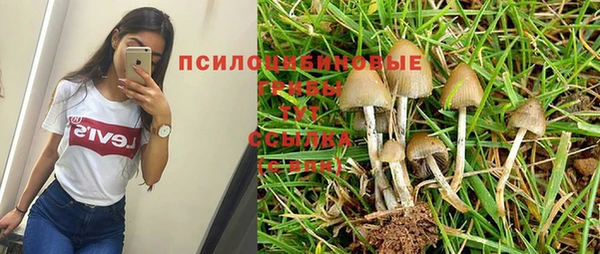 крисы Новокубанск