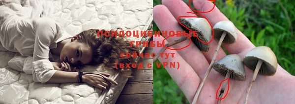 стаф Новозыбков